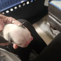 Buster, a male Boston Terrier for sale in Newton, IA – Photo 3 of 4