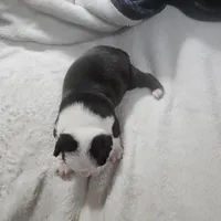 Buster, a male Boston Terrier for sale in Newton, IA – Photo 4 of 4