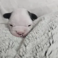 Buster, a male Boston Terrier for sale in Newton, IA – Photo 1 of 4