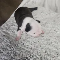 Buster, a male Boston Terrier for sale in Newton, IA – Photo 2 of 4