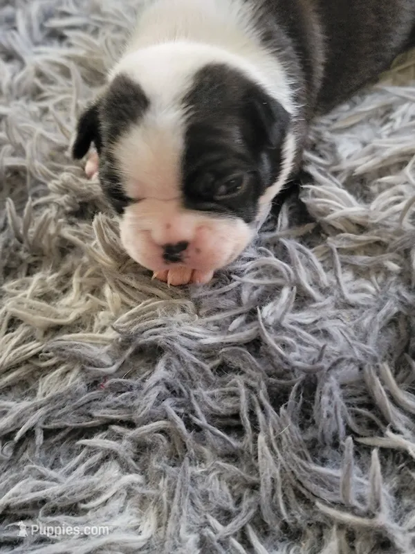 Mazey – Boston Terrier puppy for sale in Newton, IA