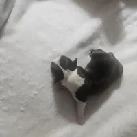 Tiny, a female Boston Terrier for sale in Newton, IA – Photo 1 of 2