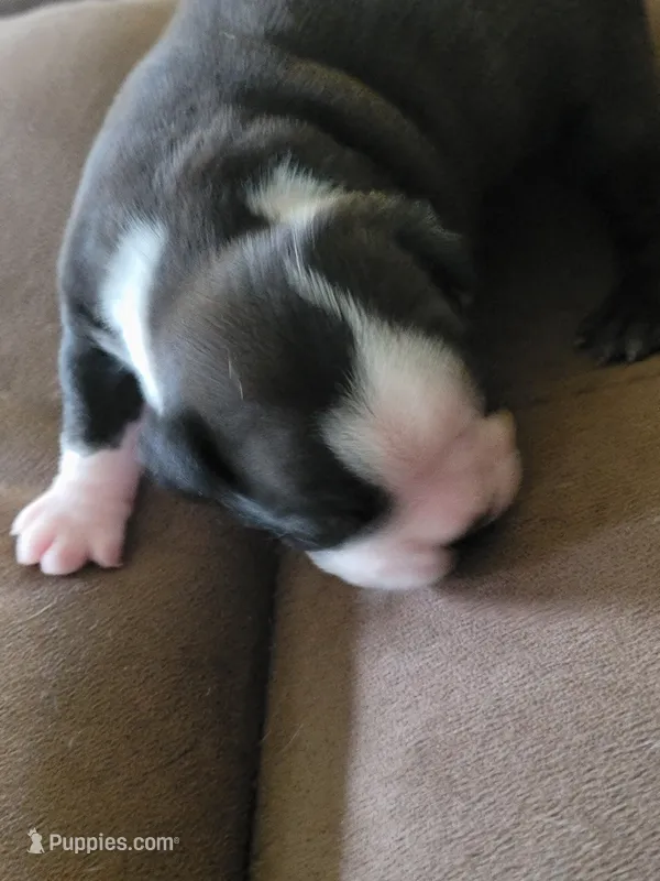 Zoey – Boston Terrier puppy for sale in Newton, IA