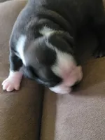 Zoey, a female Boston Terrier for sale in Newton, IA – 1 of 2