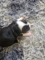 Dotty, a female Boston Terrier for sale in Newton, IA – 2 of 3