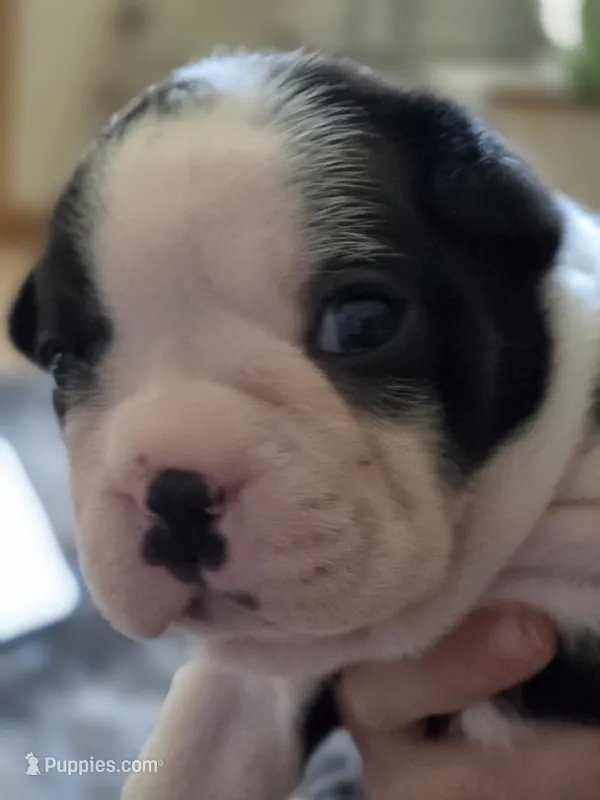 Dotty – Boston Terrier puppy for sale in Newton, IA