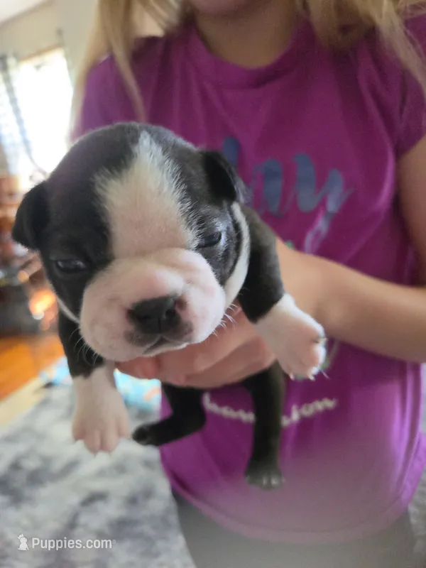 Zoey – Boston Terrier puppy for sale in Newton, IA