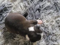 Zoey, a female Boston Terrier for sale in Newton, IA – 2 of 2