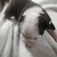 Squeak, a female Boston Terrier for sale in Newton, IA – Photo 1 of 4