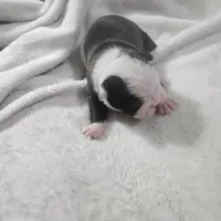 Squeak, a female Boston Terrier for sale in Newton, IA – Photo 3 of 6