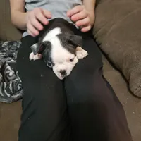 Squeak, a female Boston Terrier for sale in Newton, IA – Photo 1 of 6