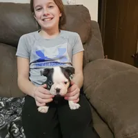 Squeak, a female Boston Terrier for sale in Newton, IA – Photo 6 of 6