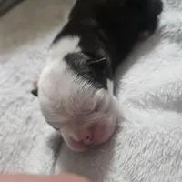 Squeak, a female Boston Terrier for sale in Newton, IA – Photo 5 of 6