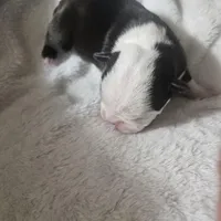 Squeak, a female Boston Terrier for sale in Newton, IA – Photo 4 of 6