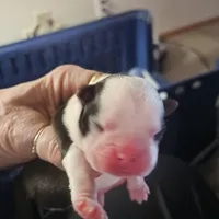 Rose, a female Boston Terrier for sale in Newton, IA – Photo 3 of 4