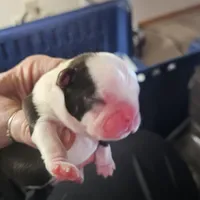 Rose, a female Boston Terrier for sale in Newton, IA – Photo 4 of 4