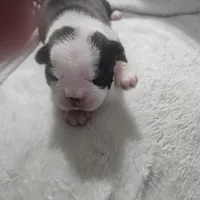 Rose, a female Boston Terrier for sale in Newton, IA – Photo 2 of 4