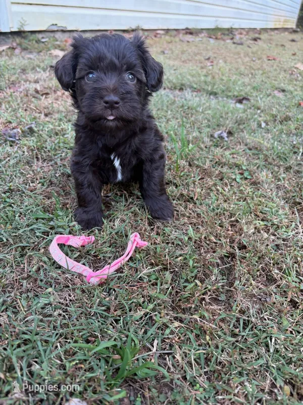 Lucy – Miniature Schnauzer puppy for sale in Dahlonega, GA
