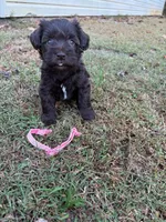 Lucy, a female Miniature Schnauzer for sale in Dahlonega, GA – 1 of 1