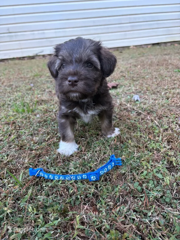 Buck – Miniature Schnauzer puppy for sale in Dahlonega, GA