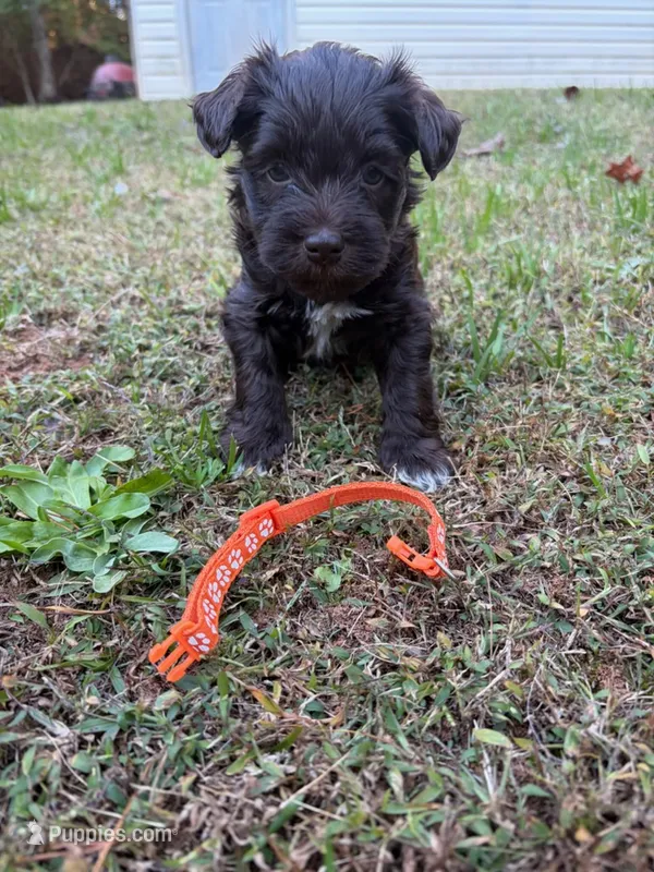Shirby – Miniature Schnauzer puppy for sale in Dahlonega, GA