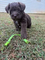 Grizz, a male Miniature Schnauzer for sale in Dahlonega, GA – 2 of 2