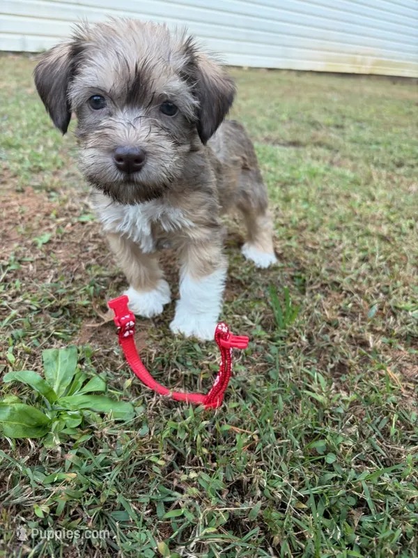 Cooper jr – Miniature Schnauzer puppy for sale in Dahlonega, GA