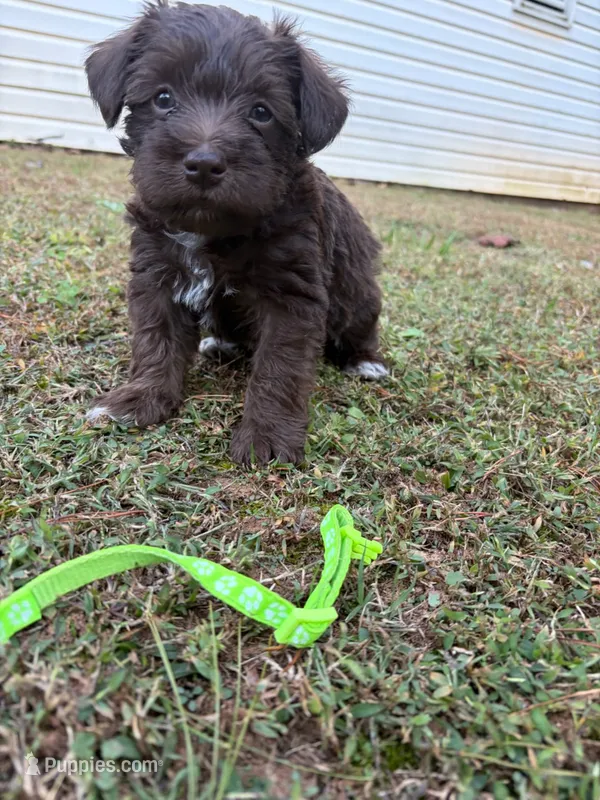 Grizz – Miniature Schnauzer puppy for sale in Dahlonega, GA