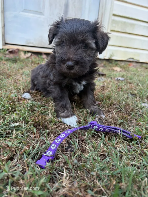 Violet – Miniature Schnauzer puppy for sale in Dahlonega, GA