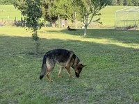 Duke , a male German Shepherd Dog for sale in Laurel Hill, FL – 2 of 6