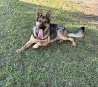 Duke , a male German Shepherd Dog for sale in Laurel Hill, FL – 1 of 6