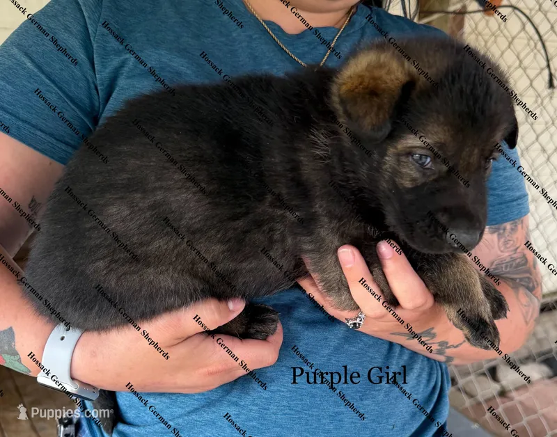 Purple Girl  – German Shepherd Dog puppy for sale in Laurel Hill, FL