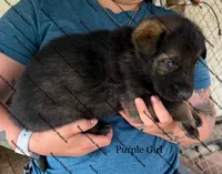 Purple Girl , a female German Shepherd Dog for sale in Laurel Hill, FL – Photo 1 of 2