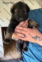 Purple Girl , a female German Shepherd Dog for sale in Laurel Hill, FL – Photo 2 of 2