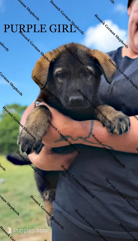 Purple Girl  – German Shepherd Dog puppy for sale in Laurel Hill, FL