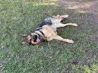 Duke , a male German Shepherd Dog for sale in Laurel Hill, FL – 5 of 6