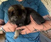 Orange Girl , a female German Shepherd Dog for sale in Laurel Hill, FL – Photo 2 of 2