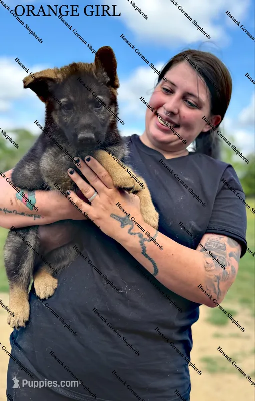 Orange Girl  – German Shepherd Dog puppy for sale in Laurel Hill, FL