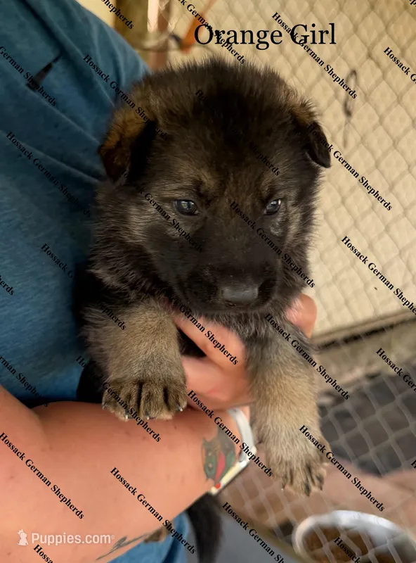 Orange Girl  – German Shepherd Dog puppy for sale in Laurel Hill, FL