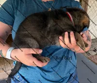 Red Girl, a female German Shepherd Dog for sale in Laurel Hill, FL – Photo 2 of 2