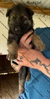 Red Girl, a female German Shepherd Dog for sale in Laurel Hill, FL – Photo 1 of 2
