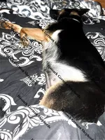 Raven Grace, a female German Shepherd Dog for sale in Laurel Hill, FL – Photo 2 of 2