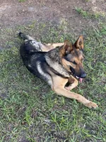 Duke , a male German Shepherd Dog for sale in Laurel Hill, FL – 4 of 6