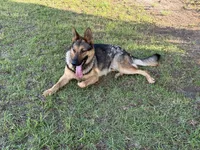 Duke , a male German Shepherd Dog for sale in Laurel Hill, FL – 3 of 6