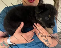 Black Boy, a male German Shepherd Dog for sale in Laurel Hill, FL – Photo 1 of 2