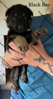 Black Boy, a male German Shepherd Dog for sale in Laurel Hill, FL – Photo 2 of 2