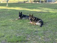 Duke , a male German Shepherd Dog for sale in Laurel Hill, FL – 6 of 6