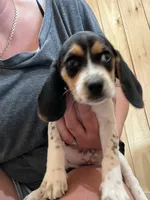 Little one, a female Beagle for sale in Bergen, NY – 3 of 6
