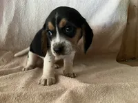 Little one, a female Beagle for sale in Bergen, NY – 2 of 6