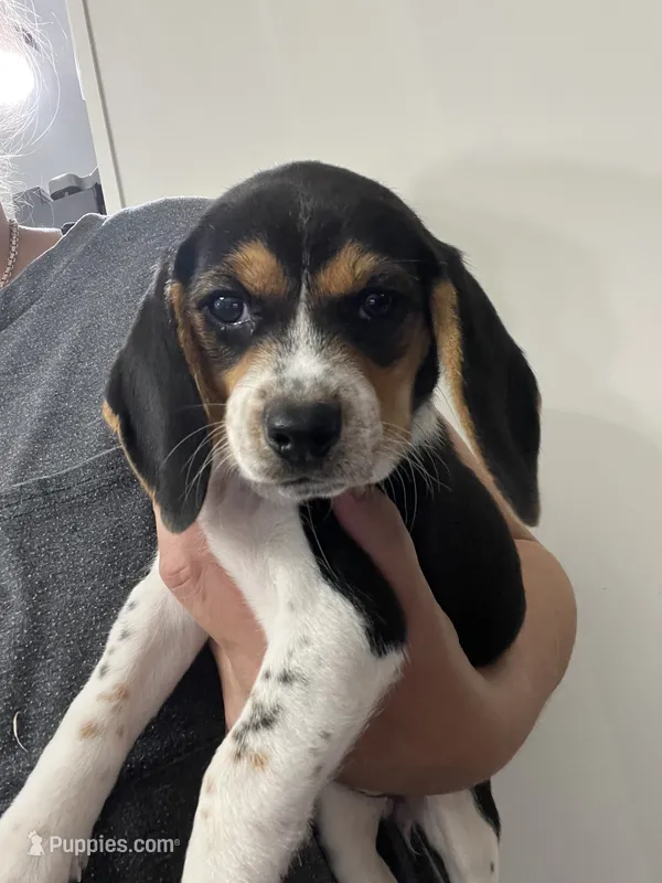 Little one – Beagle puppy for sale in Bergen, NY